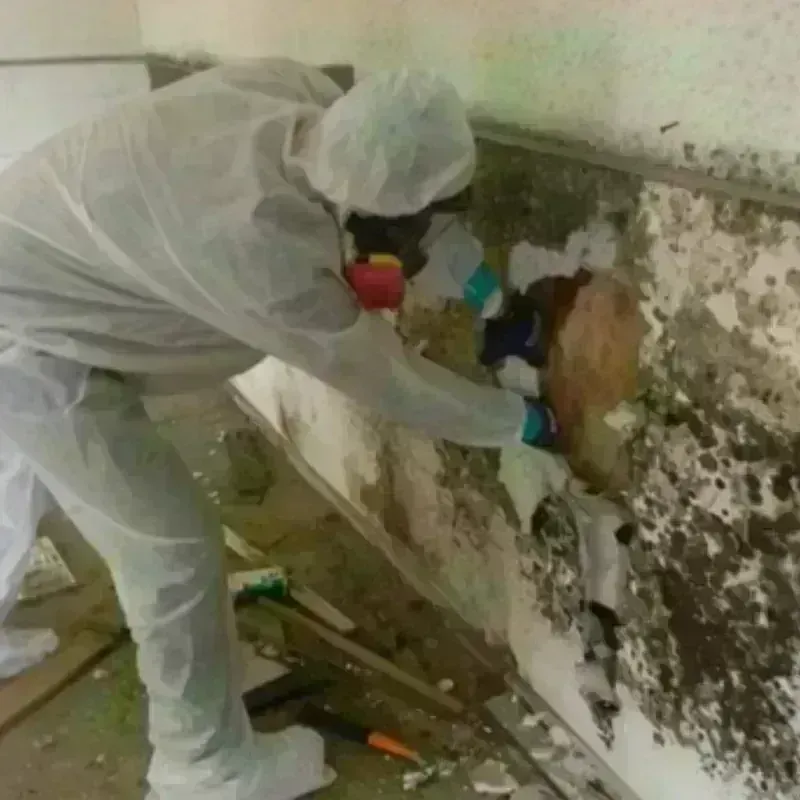 Mold Remediation and Removal in Johnson County, TX